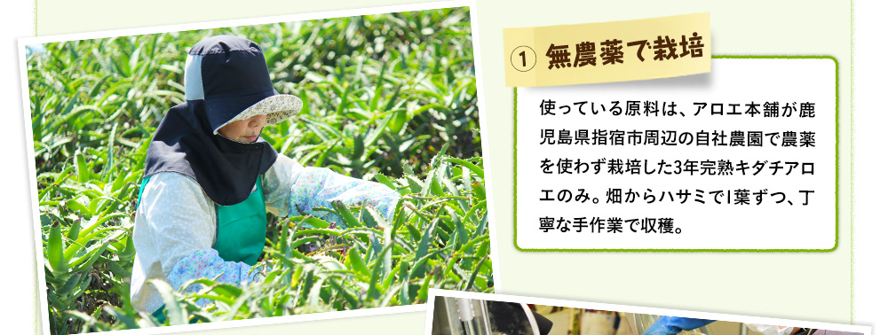 使っている原料は、アロエ本舗が鹿児島県指宿市の自家農園で農薬を使わず栽培した3年完熟キダチアロエのみ。畑からハサミで1葉ずつ、丁寧な手作業で収穫。
